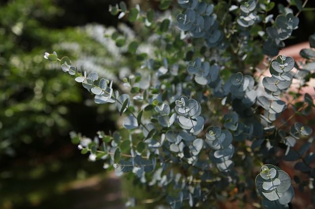 Eukalyptus Baum der Klassiker für Garten und Zimmer