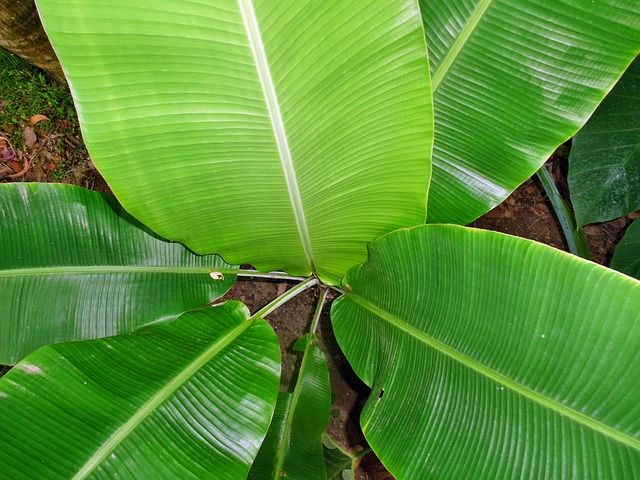 Für optimales Wachstum braucht die Bananenpalme viel Sonne und Schutz vor Wind.